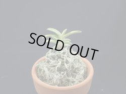 画像1: 轡虫交配の縞