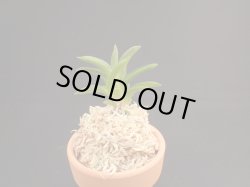 画像1: 天の川＊卑弥呼