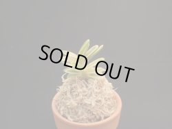 画像1: 大聖海＊奄美の豆葉