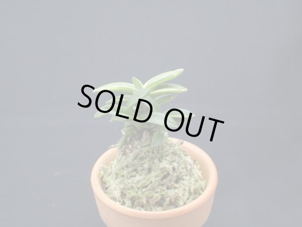 画像1: 緑宝交配の縞