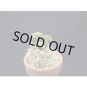 画像: 寒霞渓＊青海交配