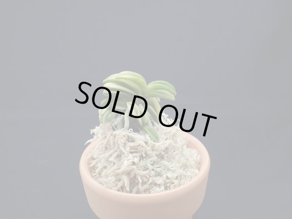 画像1: 寒霞渓＊青海交配