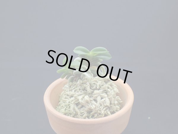 画像1: 玉聖の縞