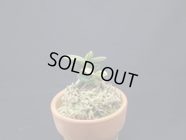 画像1: 天玉宝交配の縞