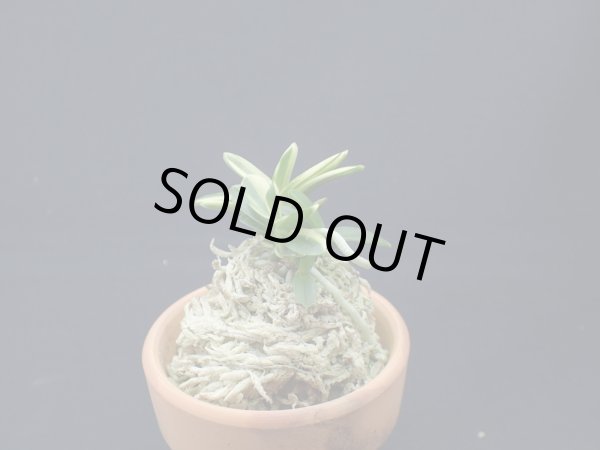 画像1: 紅松の縞