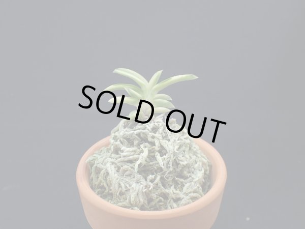 画像1: 轡虫交配の縞