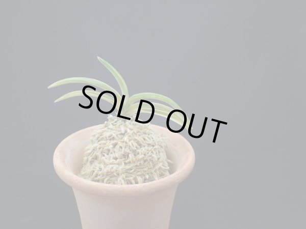 画像1: 日月光の縞（割子）