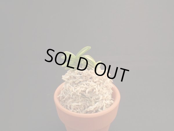 画像1: 舞鶴交配の縞