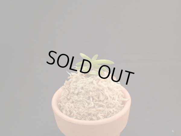 画像1: 白鳥＊無双丸