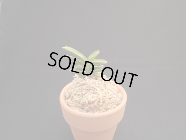 画像1: 玉金剛の縞