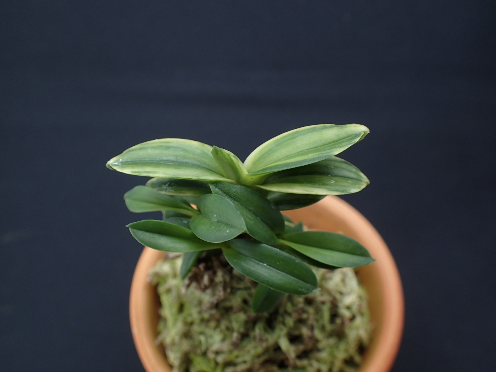 画像: 緑宝交配の縞