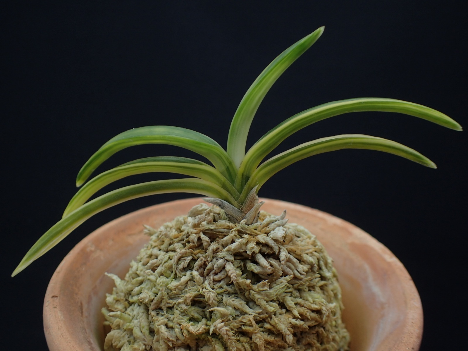 画像: 日月光の縞（割子）