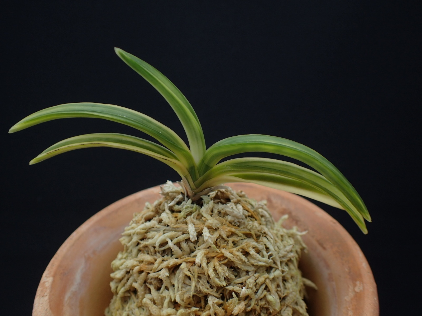 画像: 日月光の縞（割子）