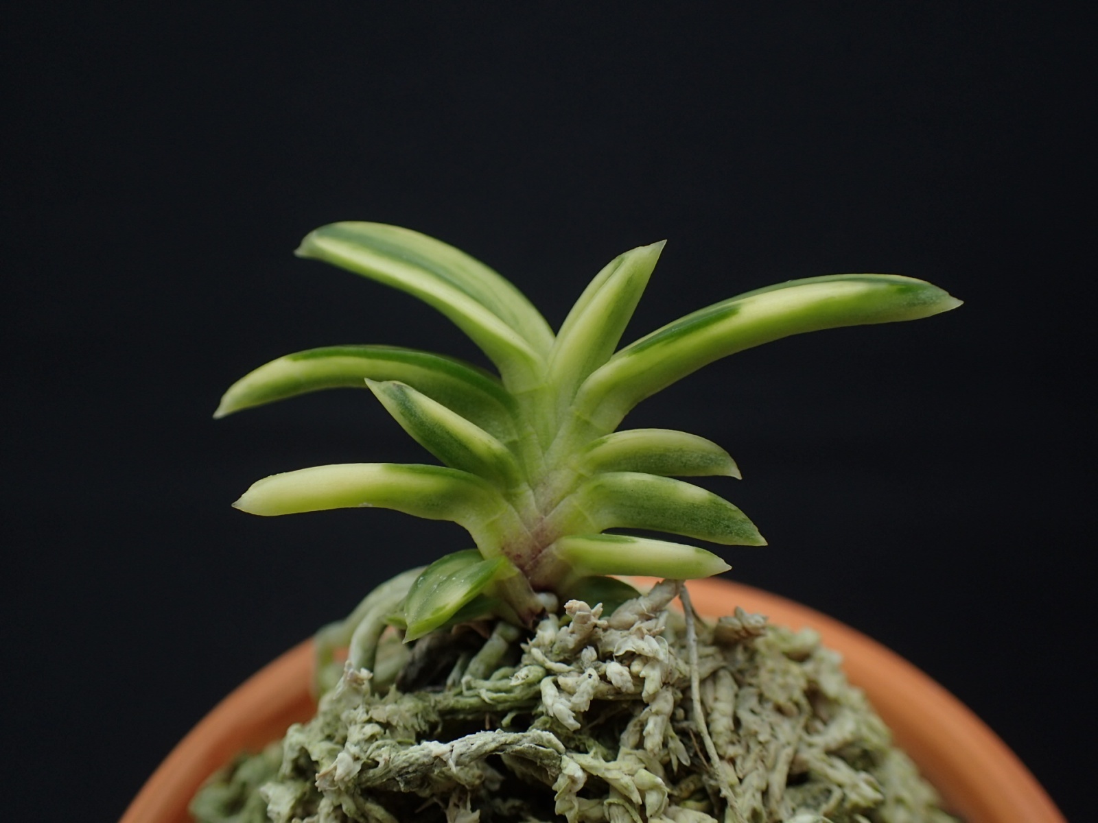 画像: 轡虫交配の縞