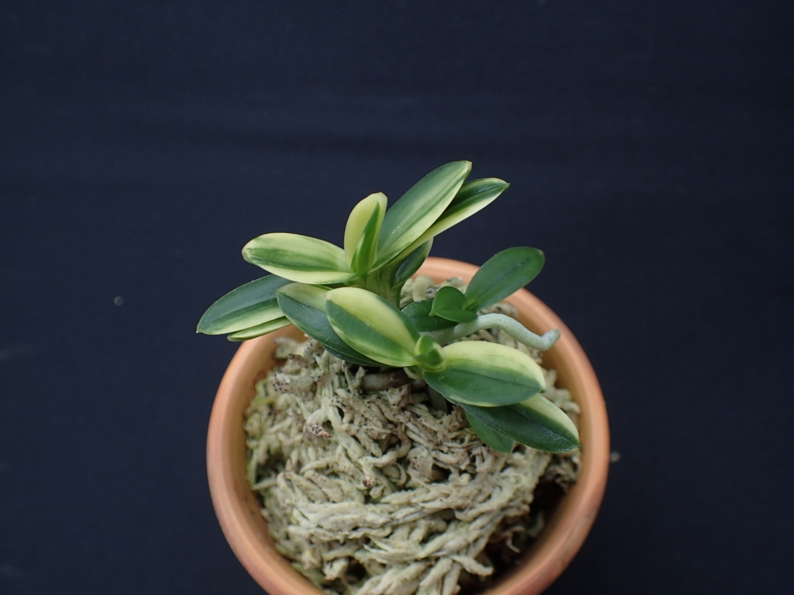 画像: 紅松の縞