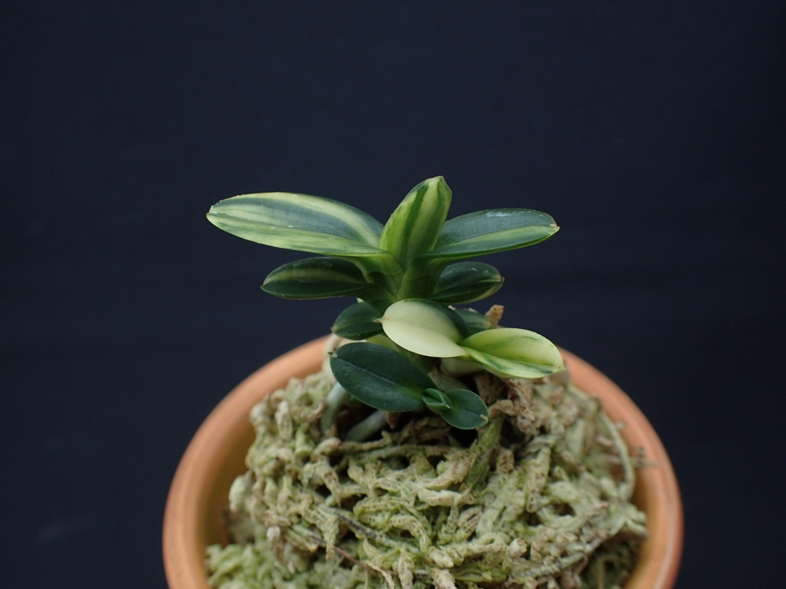 画像: 天玉宝交配の縞