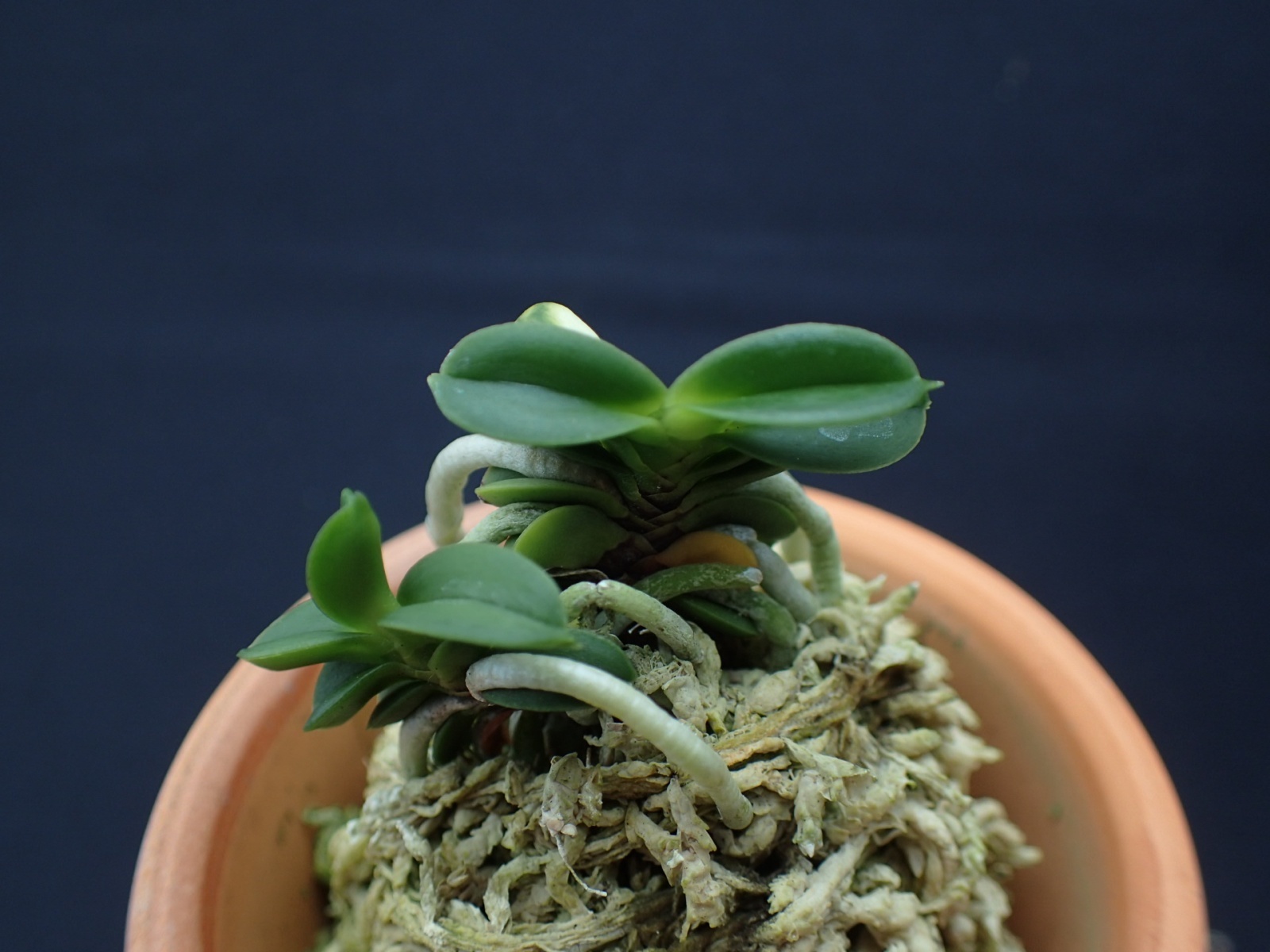 画像: 玉聖の縞