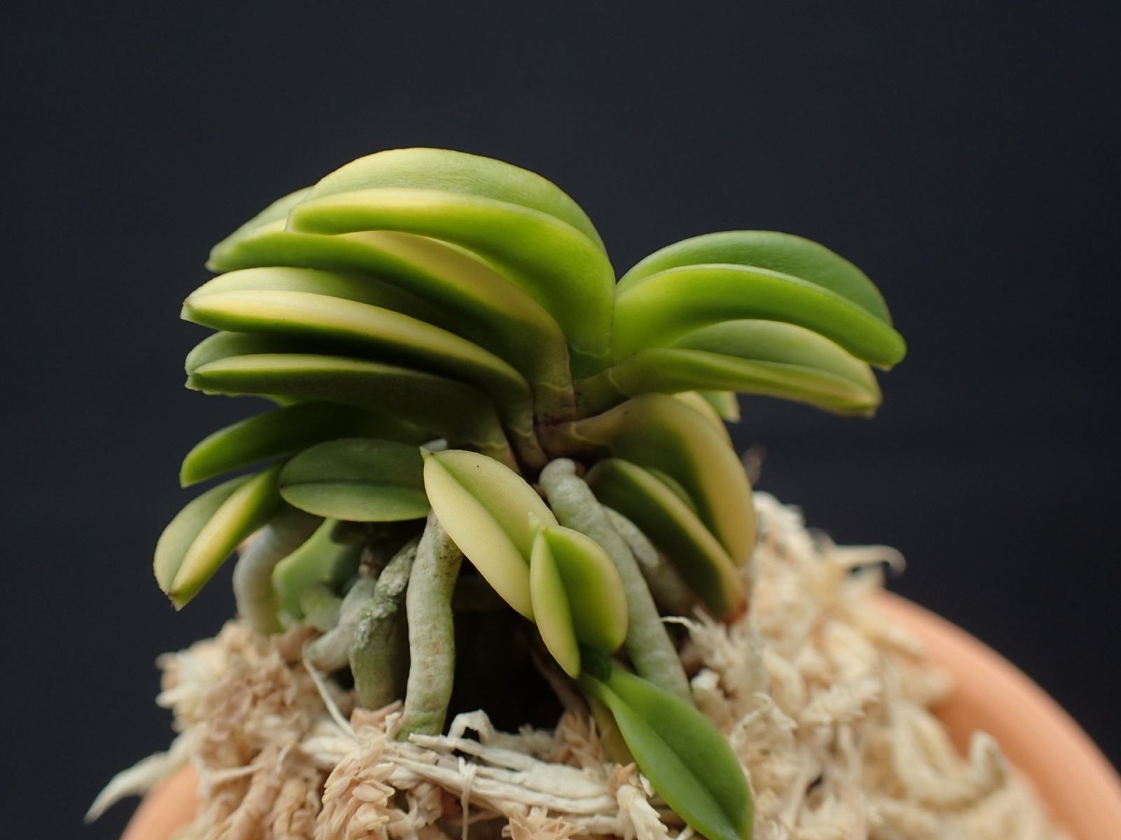 画像: 寒霞渓＊青海交配