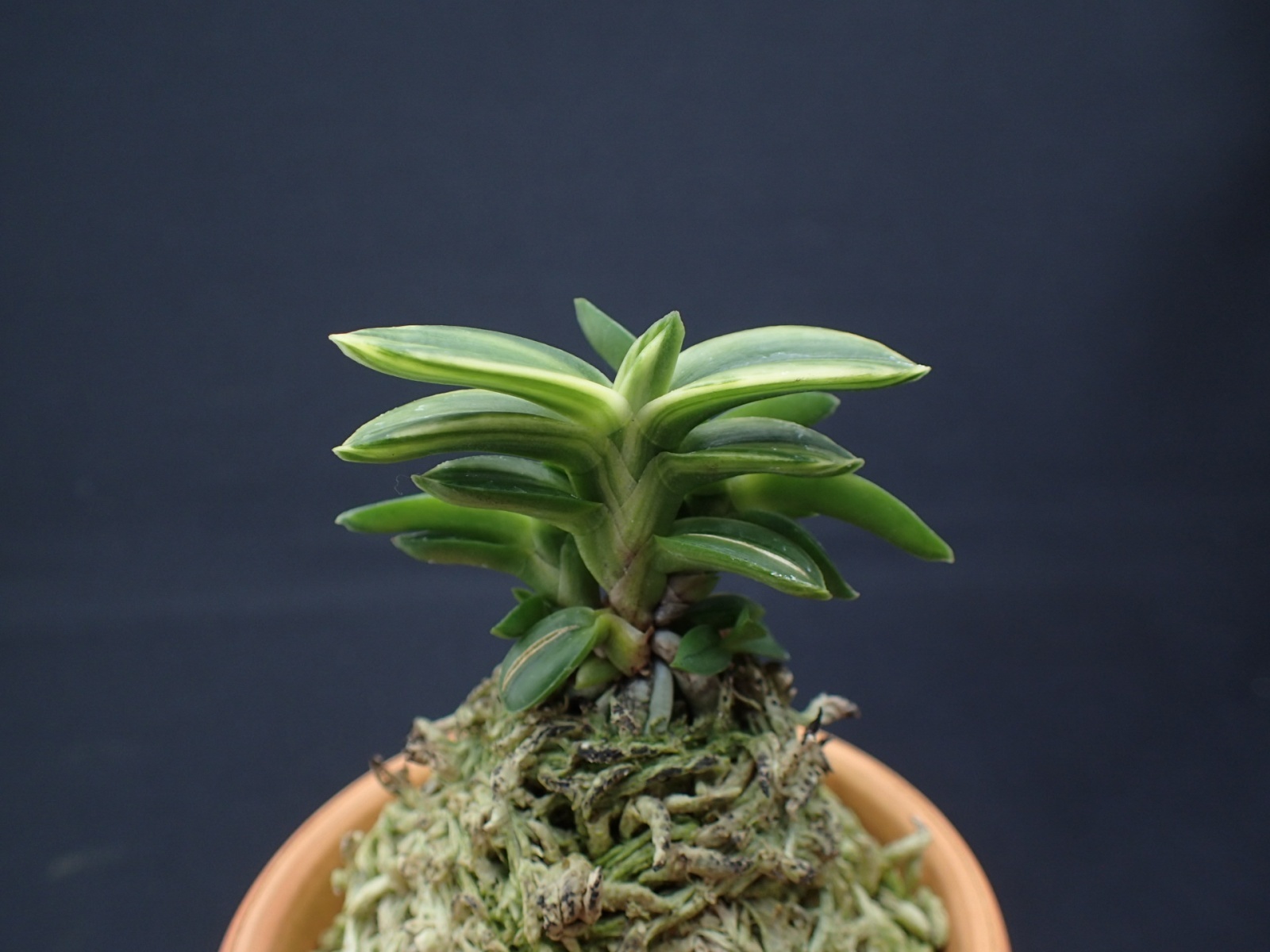 画像: 緑宝交配の縞