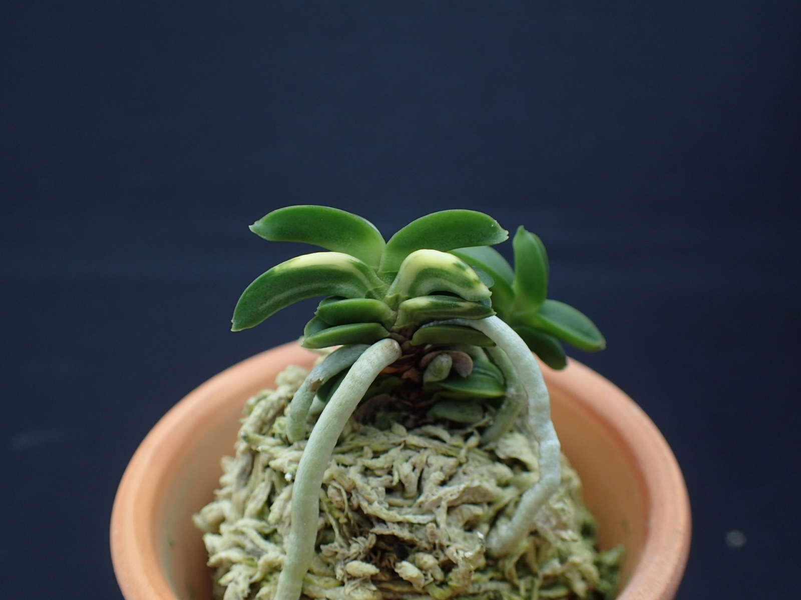 画像: 玉聖の縞