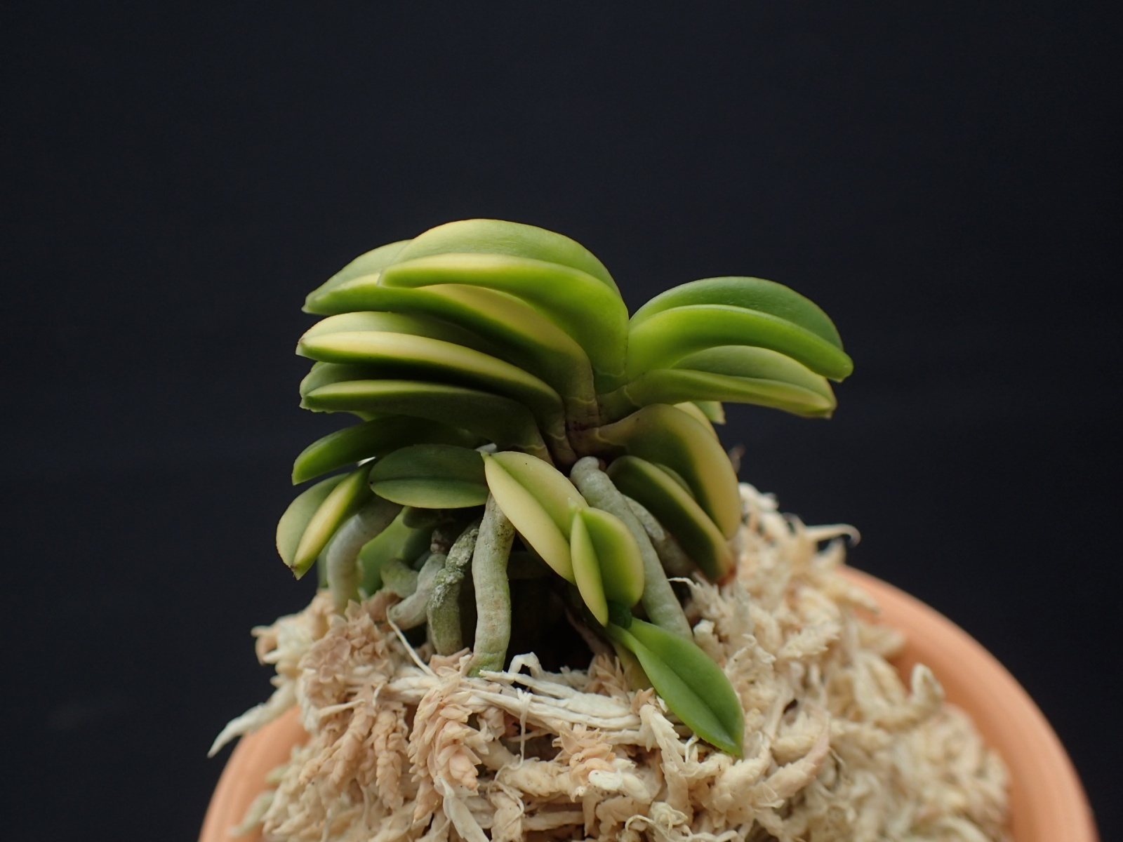 画像: 寒霞渓＊青海交配