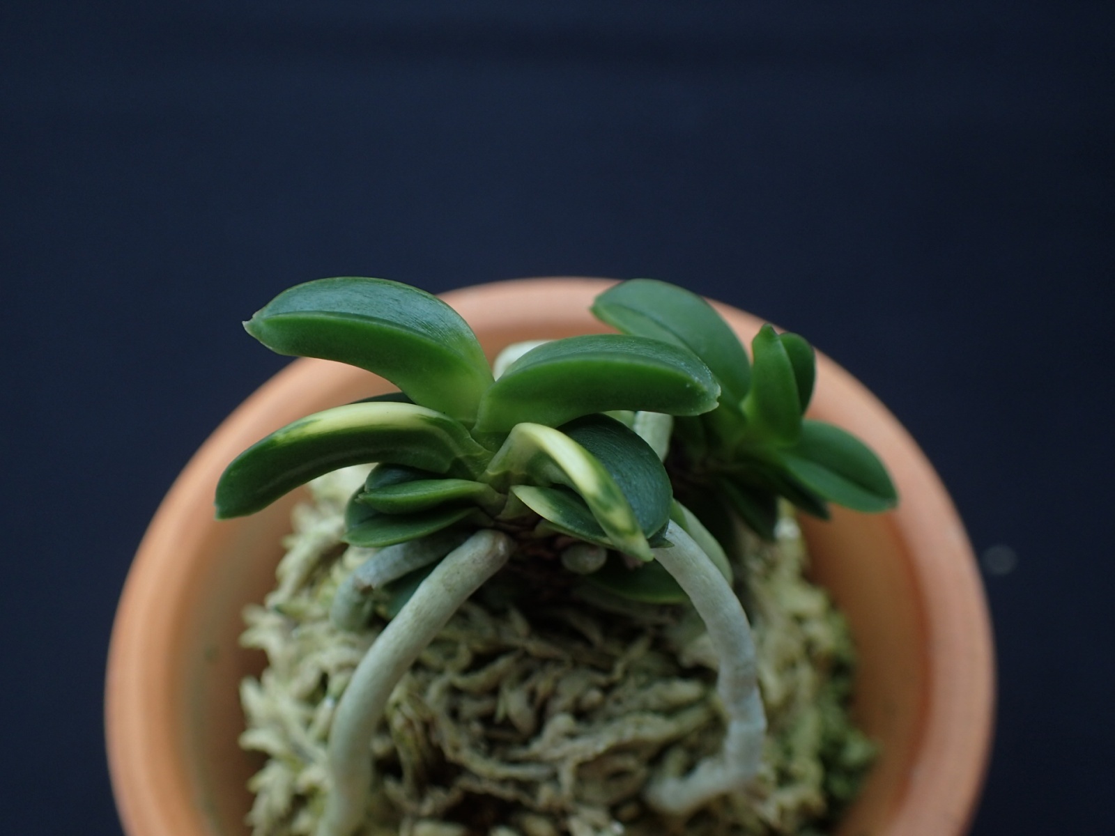 画像: 玉聖の縞