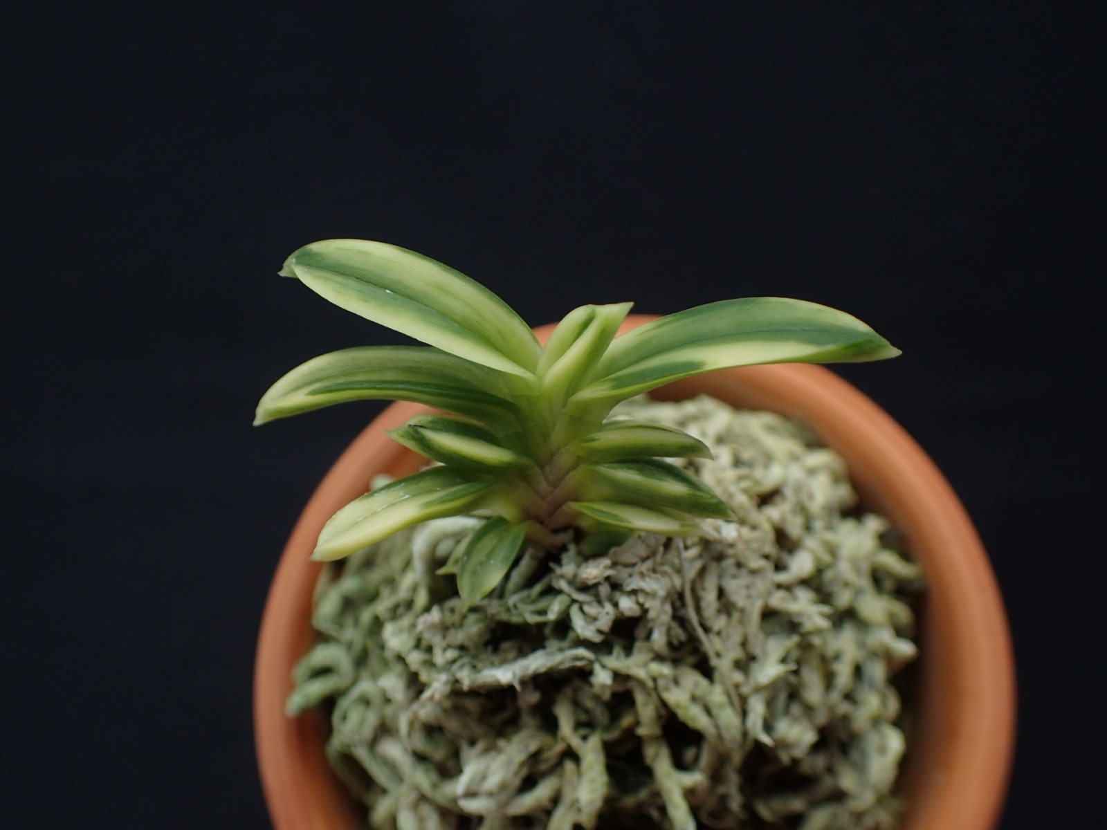 画像: 轡虫交配の縞