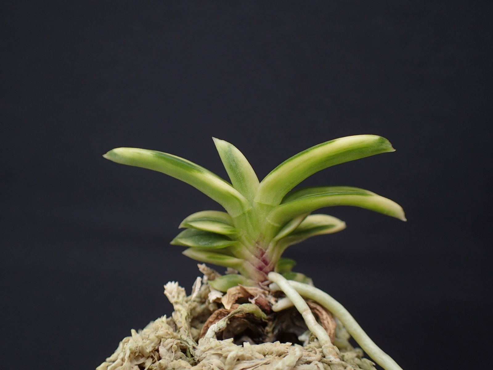 画像: 轡虫交配の縞