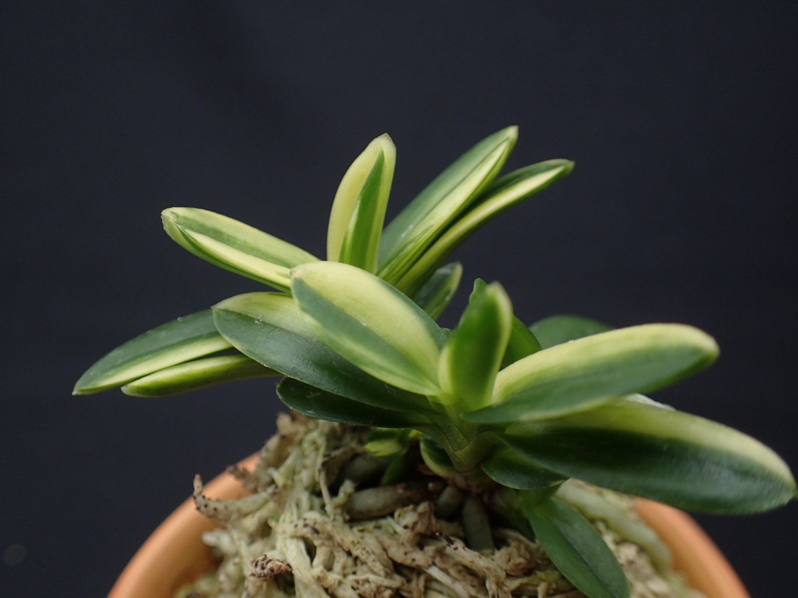 画像: 紅松の縞