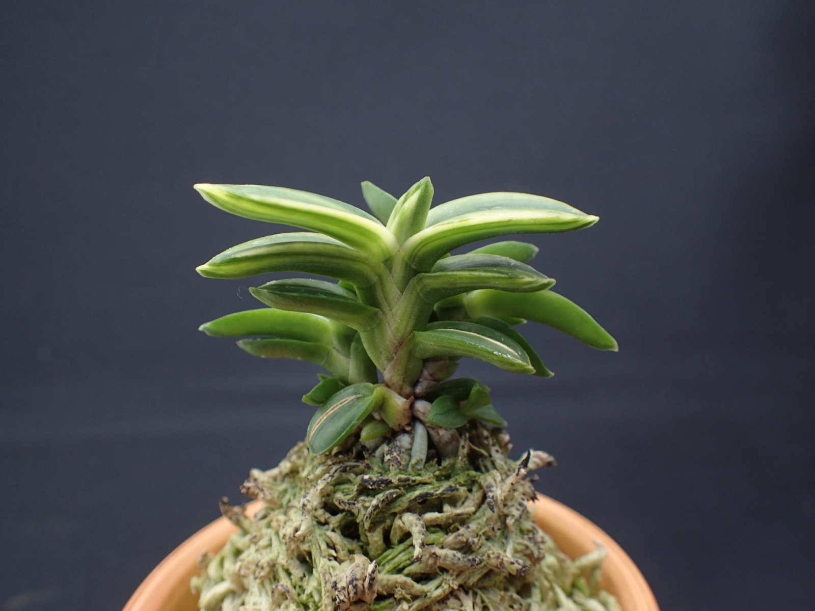 画像: 緑宝交配の縞