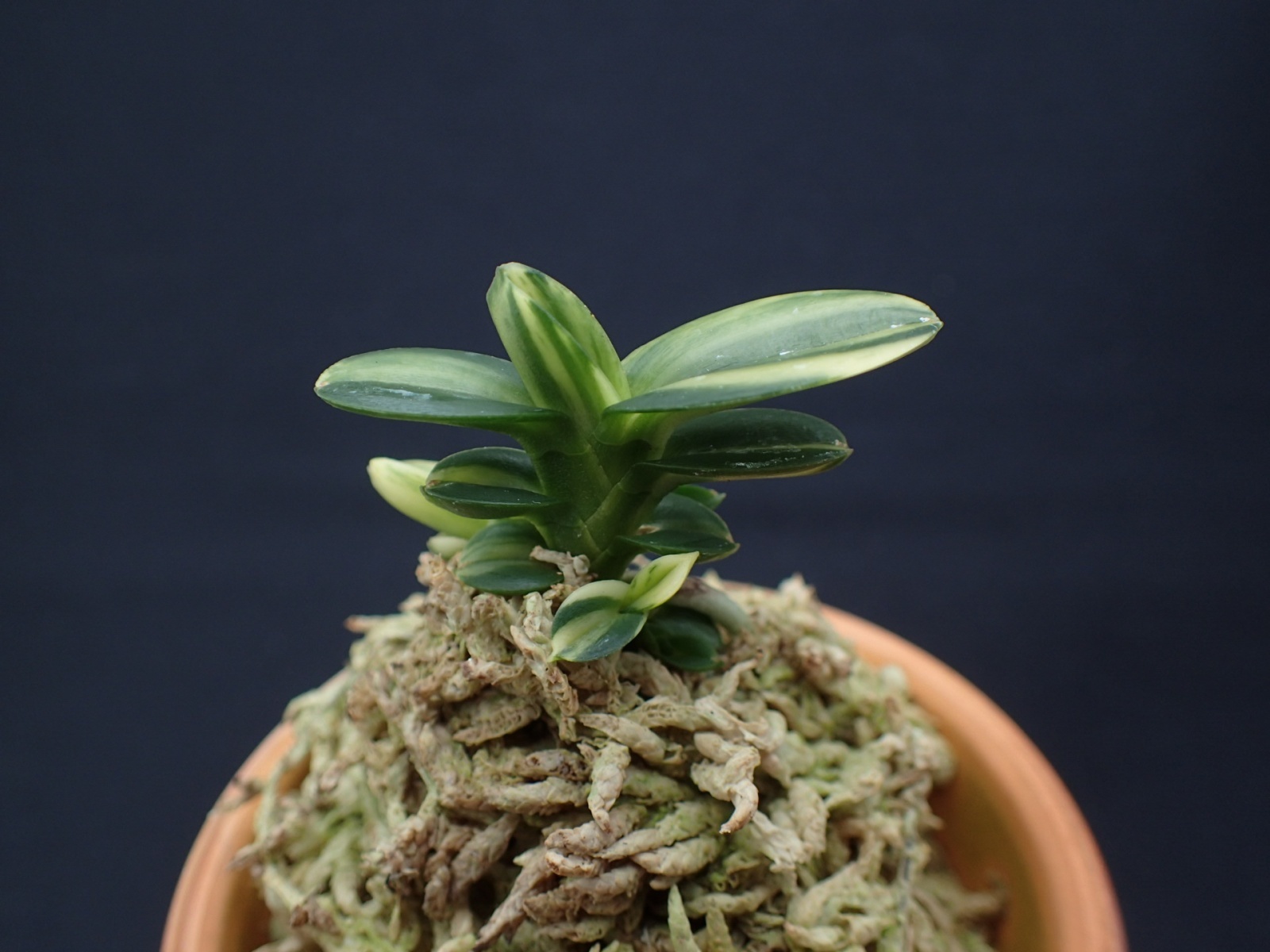 画像: 天玉宝交配の縞