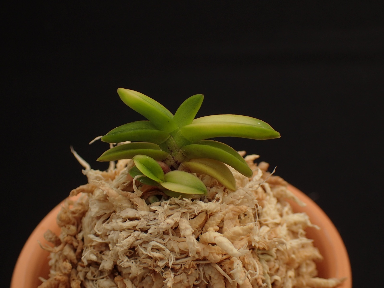 画像: 白鳥＊無双丸