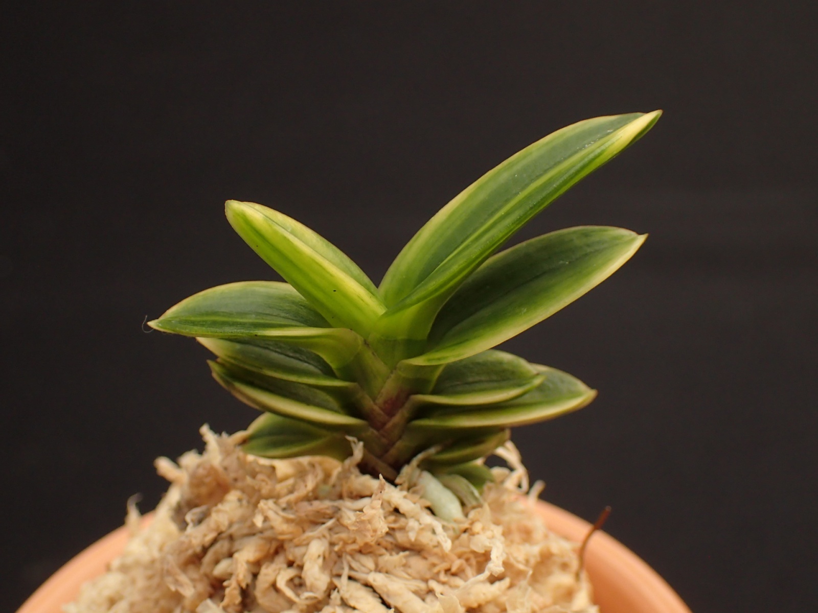 画像: 玉金剛の縞