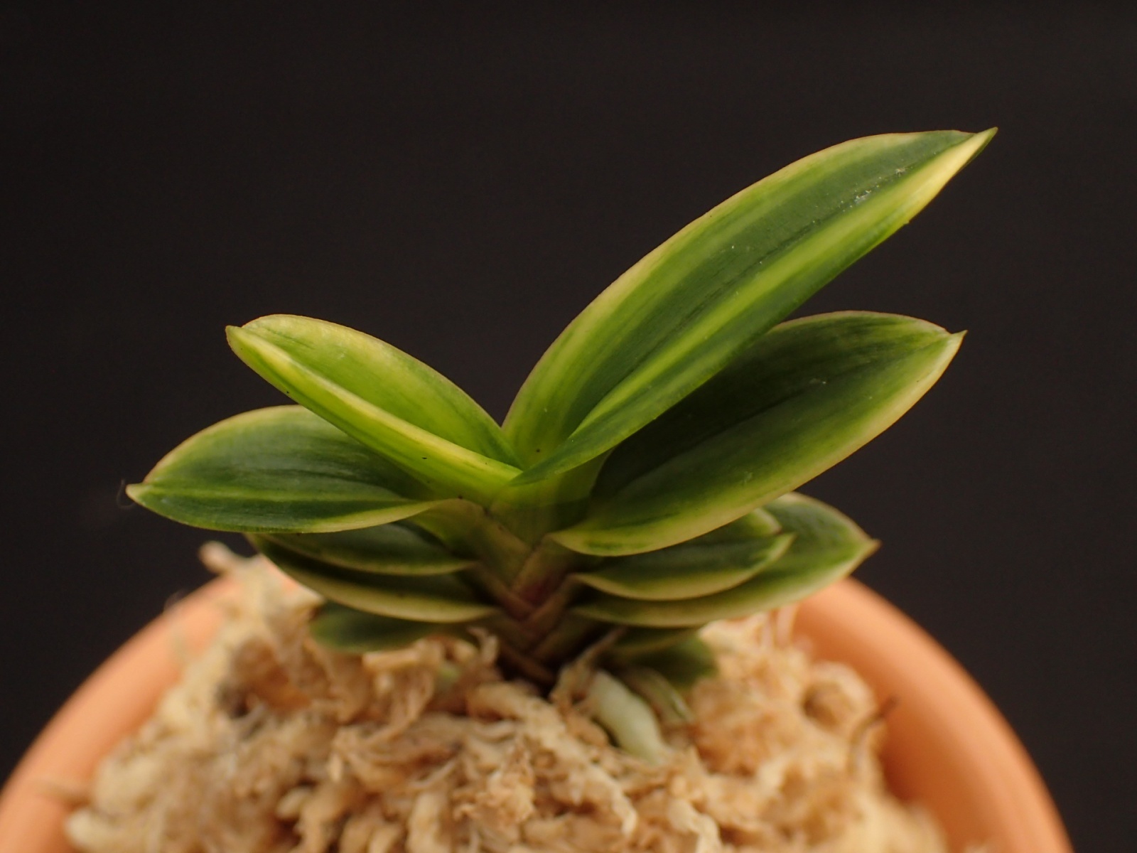 画像: 玉金剛の縞