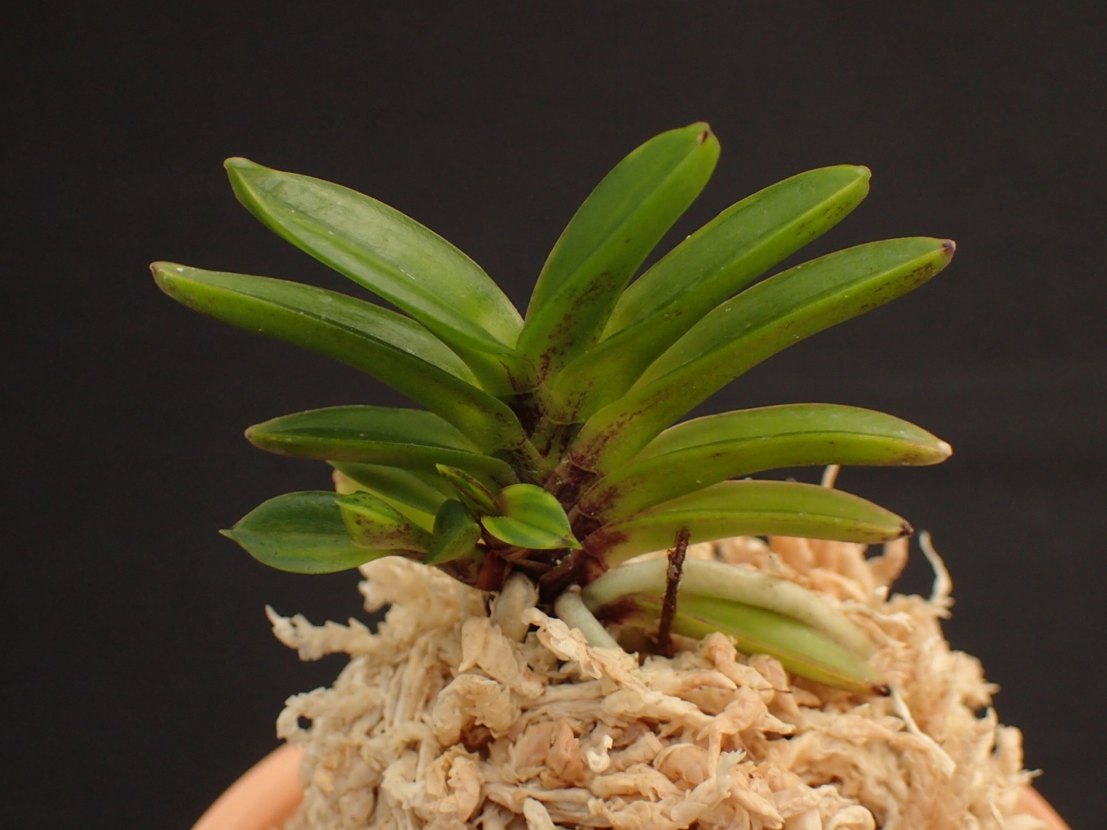 画像: 鶺鴒＊金牡丹白縞