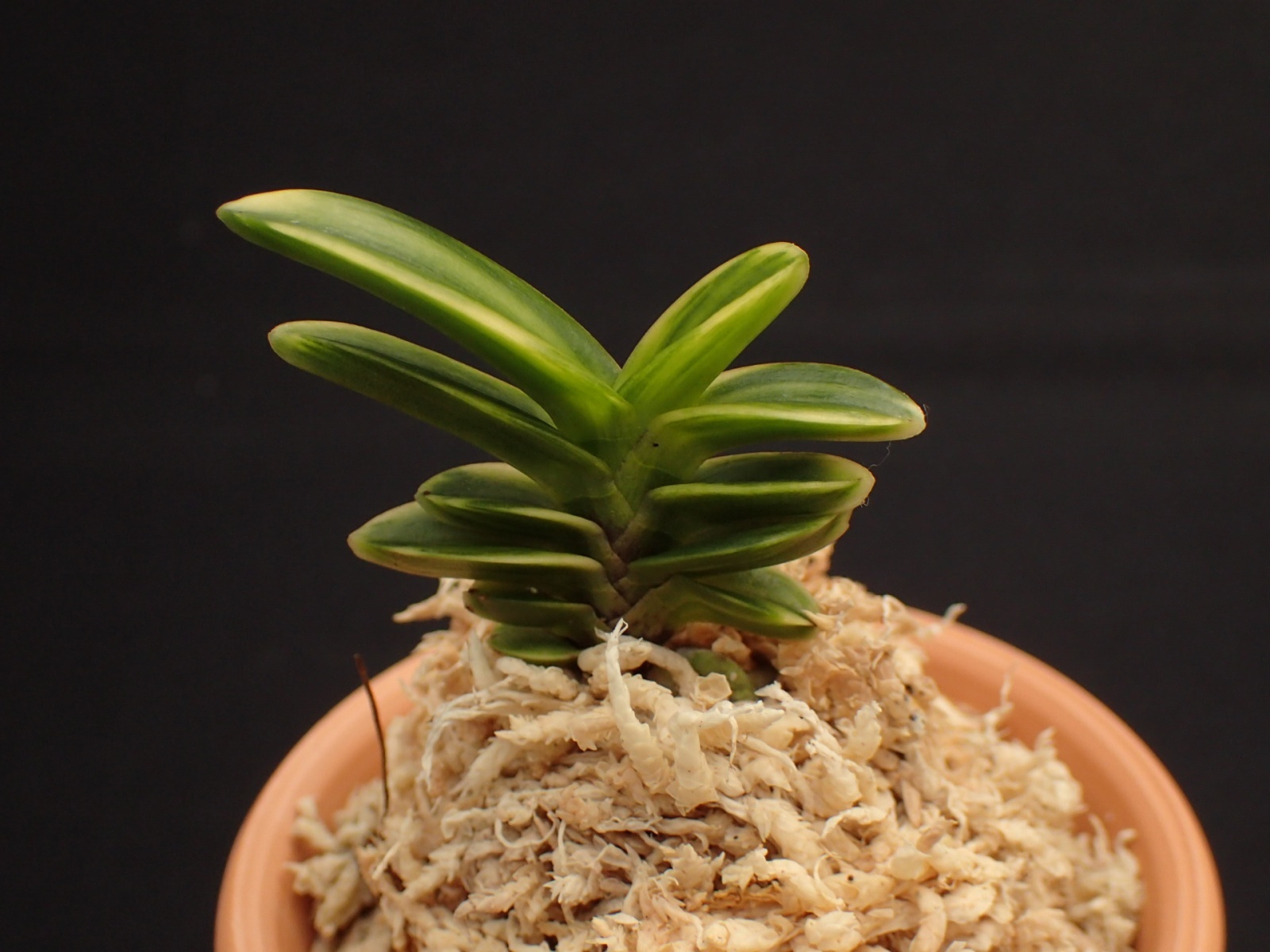 画像: 玉金剛の縞