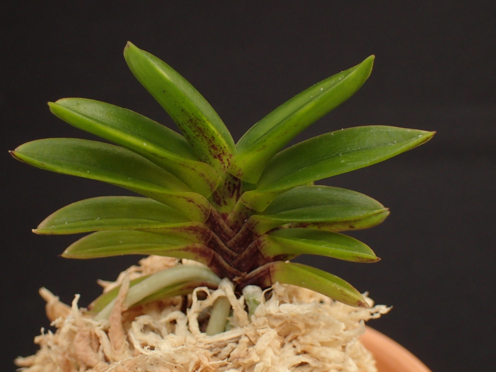 画像: 鶺鴒＊金牡丹白縞