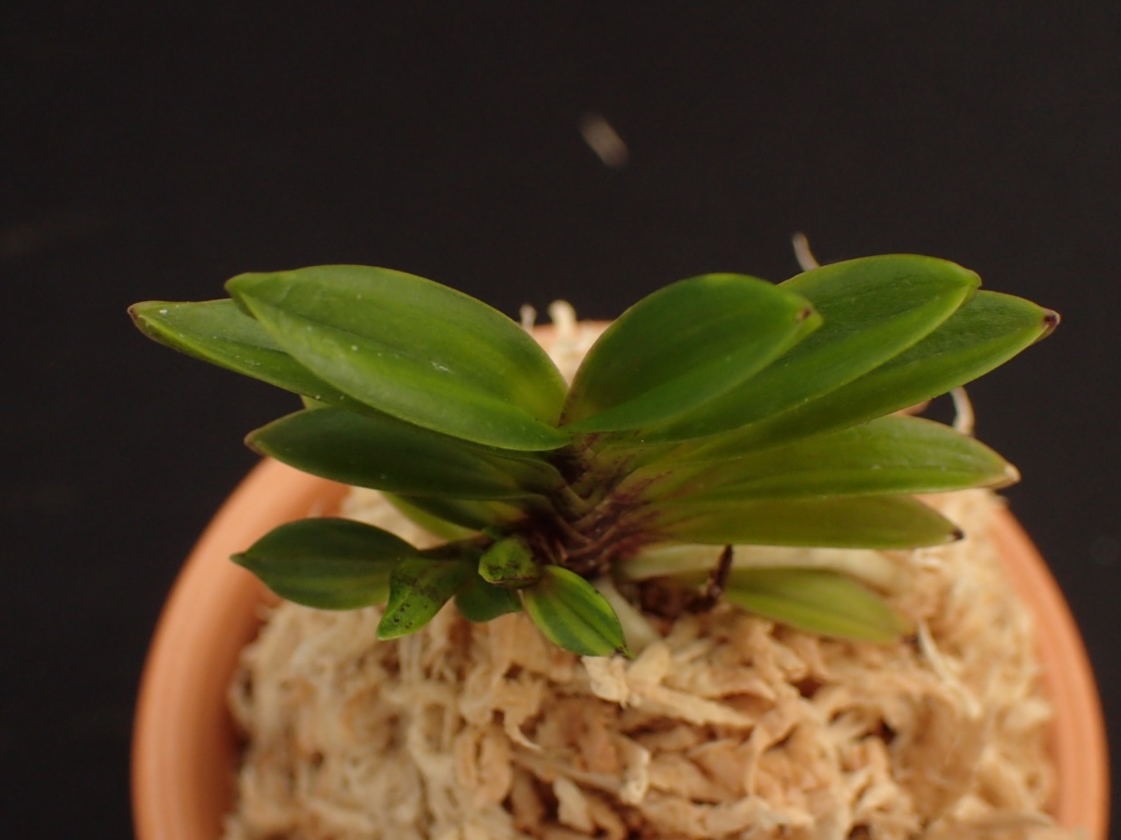 画像: 鶺鴒＊金牡丹白縞