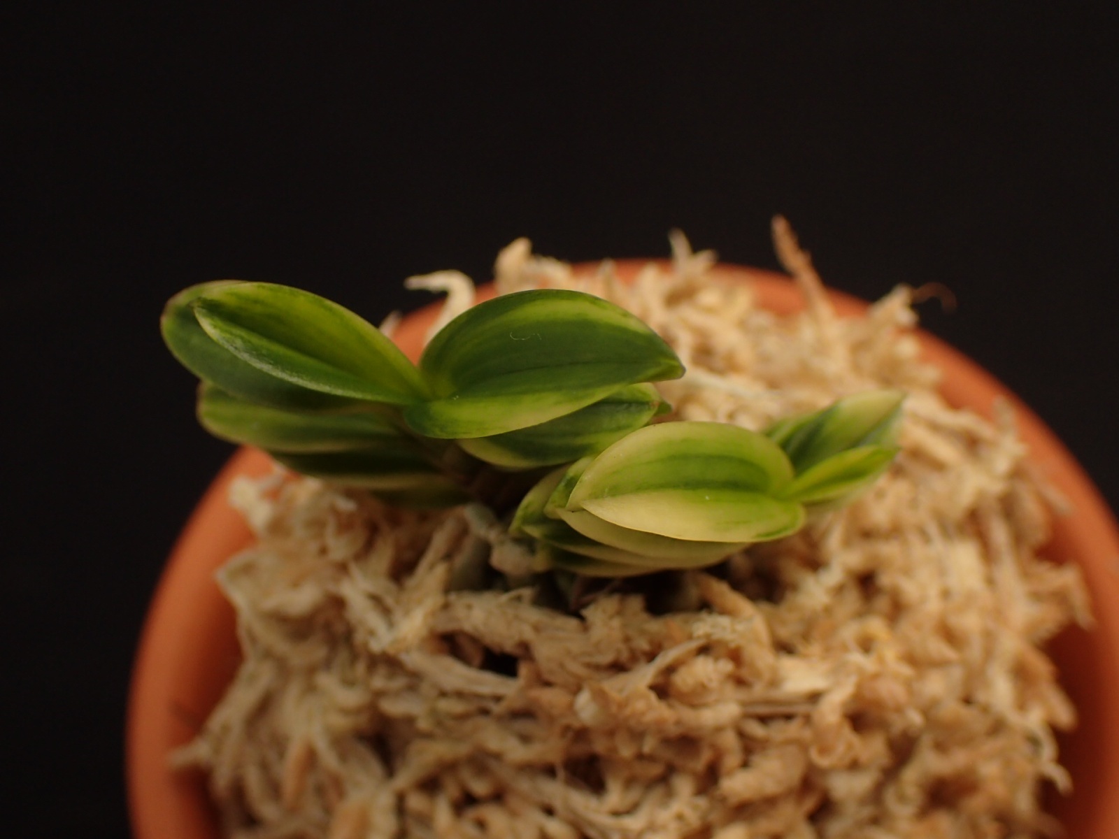 画像: 舞鶴交配の縞